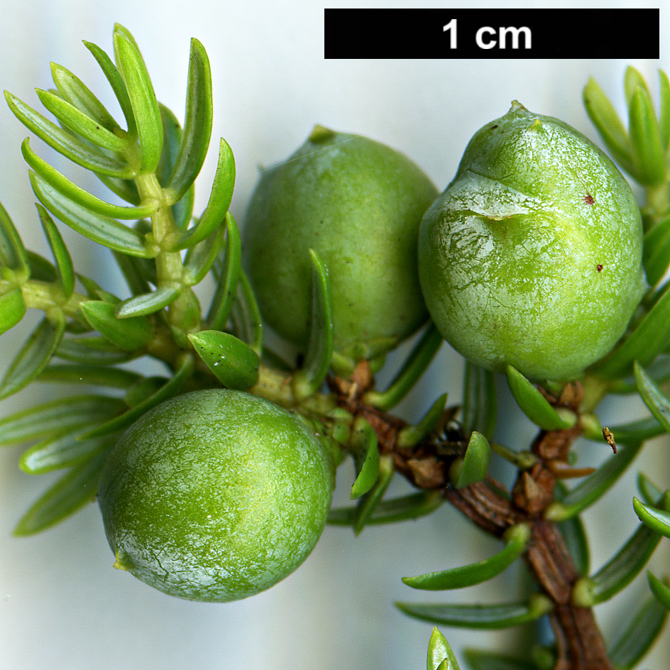 High resolution image: Family: Cupressaceae - Genus: Juniperus - Taxon: brevifolia